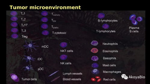 Phenoptics多色免疫熒光在腫瘤微環(huán)境空間分型及臨床免疫治療中的應(yīng)用解析
